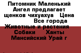 Питомник Маленький Ангел предлагает щенков чихуахуа › Цена ­ 10 000 - Все города Животные и растения » Собаки   . Ханты-Мансийский,Урай г.